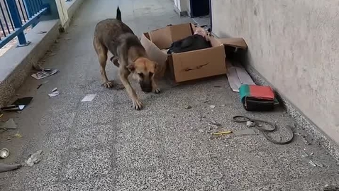 Thumbnail for IDF soldiers find abandoned dogs in Gaza
