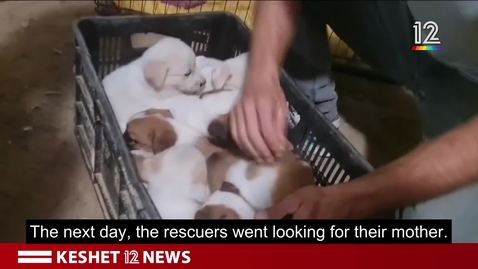 Thumbnail for The rescued pets 