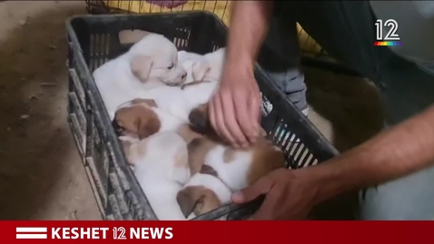 Thumbnail for Rescued pets