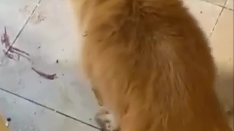 Thumbnail for Hamas also brutally abuses pets